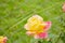 An Open Rose at the Fence Side