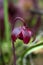 Open sarracenia purpurea or side-saddle flower