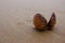 Open seashell on the beach. Shell butterfly on wet sand. Coast with mollusk shell. Coastline background. Marine life concept.