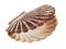 Open shell of great scallop shellfish isolated on a white background. Pecten maximus or jacobaeus