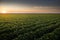 Open soybean field at sunset