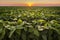 Open soybean field at sunset