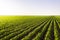 Open soybean field at sunset