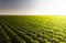 Open soybean field at sunset