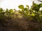 Open soybean field at sunset