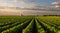 Open soybean field at sunset