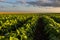 Open soybean field at sunset