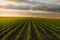 Open soybean field at sunset