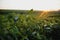 Open soybean field at sunset.Soybean field