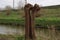 open split pollard willow along a road in Nieuwerkerk aan den Ijssel