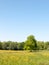 open spring field day lush sky blue green grass background yellow flowers trees