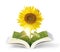 Open sun flowers growing book