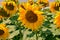 Open sunflower - In field of sunflowers