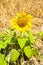 Open sunflower isolated in a wheat field - toned omage