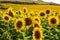 Open sunflowers at the crop