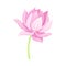 Open Tender Lotus Flower Bud on Leaf Stalk Vector Illustration