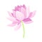 Open Tender Lotus Flower Bud on Leaf Stalk Vector Illustration