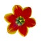 Open tulip flower closeup