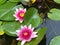 Open water lilies with pink nuances in a pond.