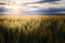 Open wheat field at sunset