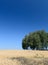 Open wheat field with trees in background - summer scene