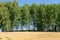 Open wheat field with trees in background - summer scene