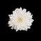 Open white chrysanthemum button isolated on black