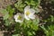 Open white flowers of blossoming Anemone from genus of perennial herbaceous flowering plants of  family Ranunculoideae Buttercup