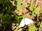Open Wing Ascia Monuste On Green Leaves