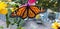 Open winged monarch