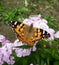 Open winged shots of a brown Painted lady butterfly vanessa cardui or cynthia cardui feeding on pink dianthus flower