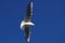 Open wings - Seagull