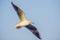 Open wings of Seagull