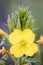 Open Yellow Oenothera Biennis