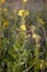 Open Yellow Oenothera Biennis Flowers