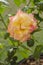 An Open Yellow and Pink Demask Rose