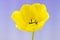 Open Yellow Tulip on Light Purple Gradient Background