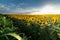 Open  young sunflowers field at sunset