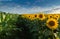 Open  young sunflowers field at sunset