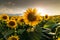 Open  young sunflowers field at sunset