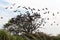 Openbill birds flying from twigs.