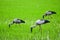 Openbill birds living in the rice fields.