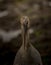 Openbill head shot artistic image adjustment