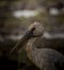 Openbill head shot artistic image adjustment