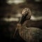 Openbill head shot artistic image adjustment