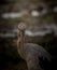 Openbill head shot artistic image adjustment