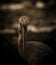 Openbill head shot artistic image adjustment