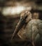 Openbill head shot artistic image adjustment animal portrait.