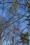 Opened birch catkins against the blue sky, in early spring