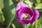 Opened blooming purple Dutch tulip top view growing